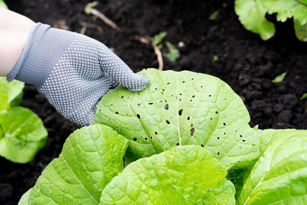 Tackling Pests Without Pesticides - Sustainable Gardening